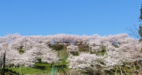 フォトレポート「桜と青空美しさの饗宴」