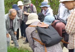 「てくてく野草ウォッチング」講座の様子