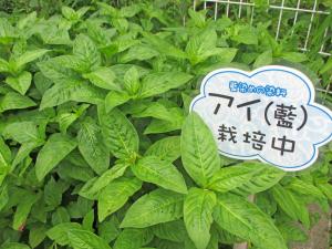 藍の葉っぱ