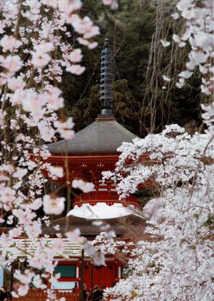 金剛寺と桜