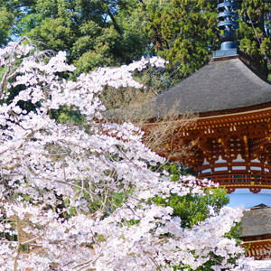 天野山金剛寺の桜