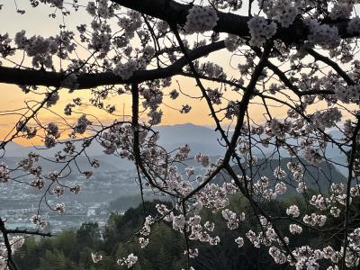 桜の額縁の中の金剛山