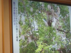 トックリキワタの木と種