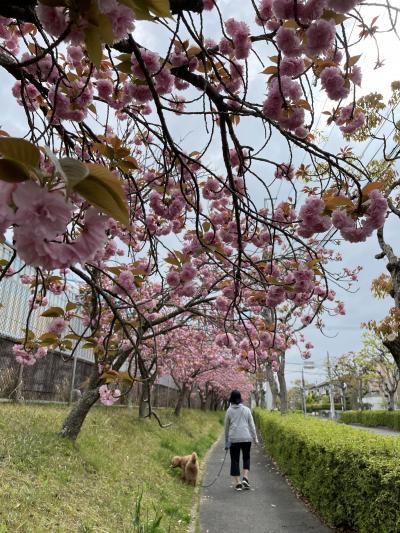 我が市の通り抜け