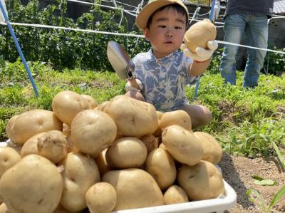 じゃがいも掘り