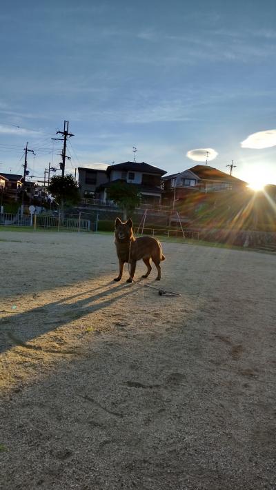 公園で朝散歩