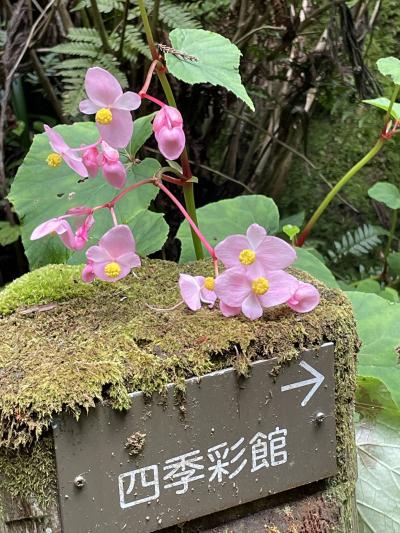 かわいい秋海棠