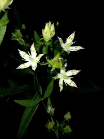 貴重な花を見つけた