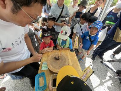 沸騰で虫も子供もカブト脱ぐ