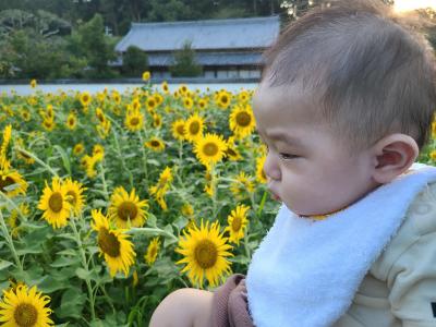 夕暮れひまわり