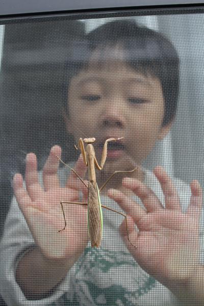 カマキリさんこんにちは。