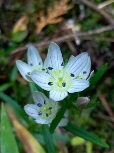 偶然見つけたセンブリの花