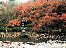 The autumn maples of Emmeiji Temple