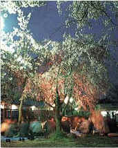 The evening cherry blossoms of Nagano Park