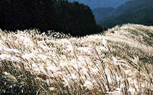 The Miscanthus on the summit of Mt.Iwawakiの画像