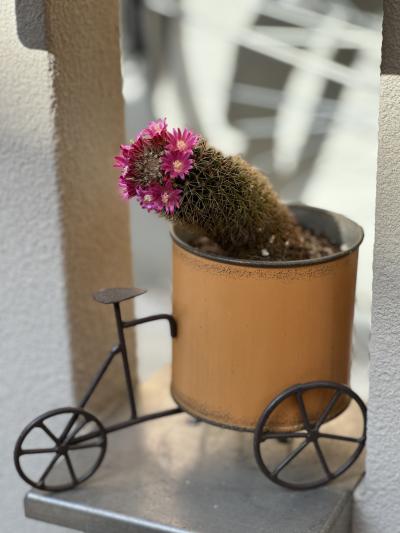 花かんむりサボテン