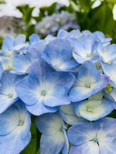 紫陽花