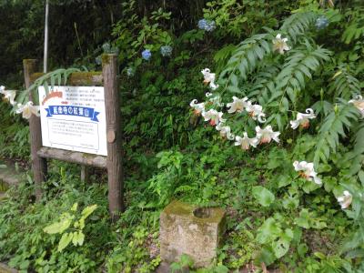 延命寺でユリが満開