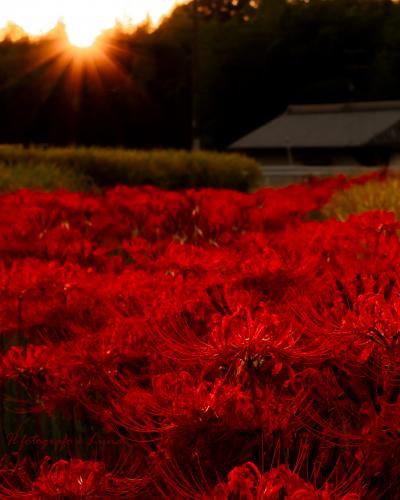 夕陽化粧