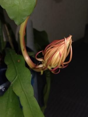月下美人　蕾