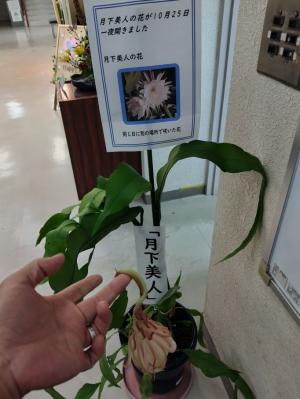 月下美人　開花後