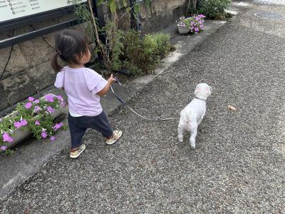 犬のおさんぽ