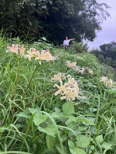珍しい彼岸花も❤️