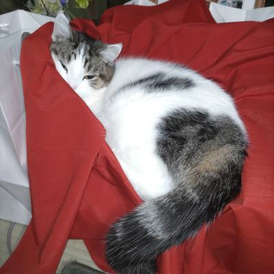 落ち着くにゃ〜🐈️