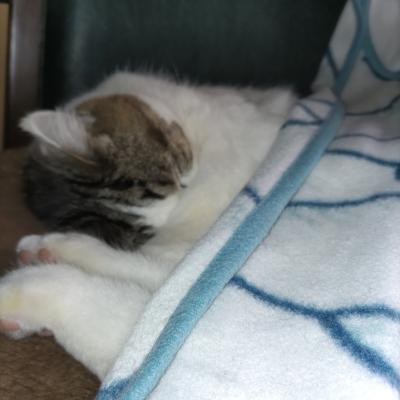 お誕生日でも眠たいニャ・・。