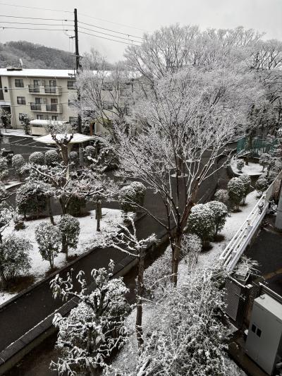 向野町遊歩道の木々雪華