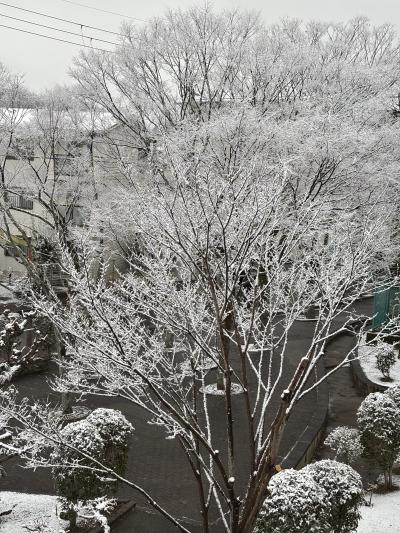 向野町遊歩道の木々雪華2