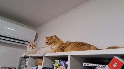 エアコン前でぬくぬく