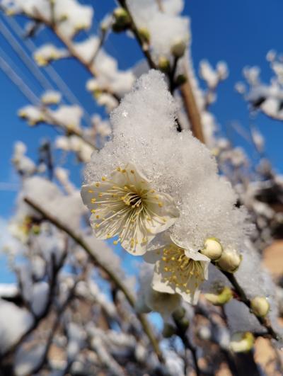 雪に隠れて