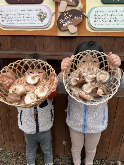 しいたけ獲れたよ！