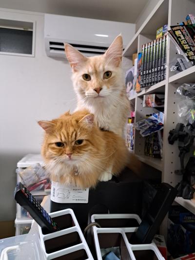 猫種違いの兄弟くん