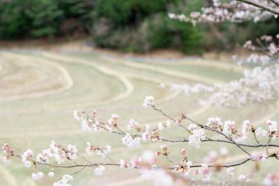 春の呼び声