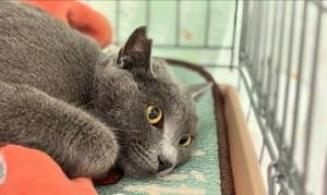 保護猫譲渡会