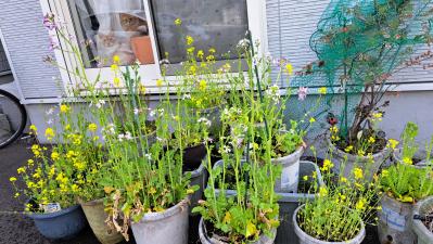 駐車場の菜の花畑