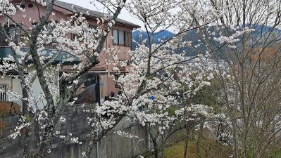 ベランダからの桜