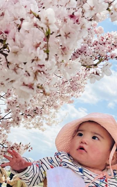 桜のお散歩