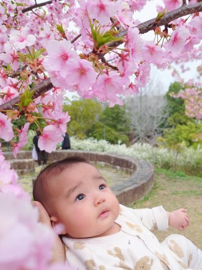 桜の便り