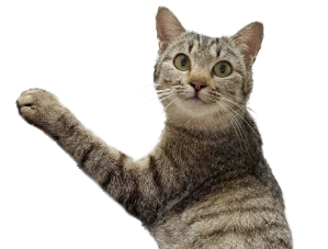 保護猫譲渡会