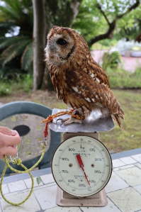 ふくろう