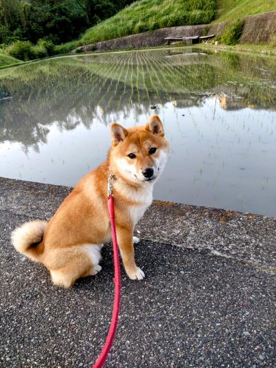 田んぼからの風