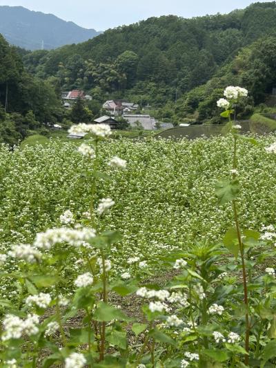 奥河内島の谷の蕎麦畑