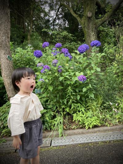 紫陽花とぼく