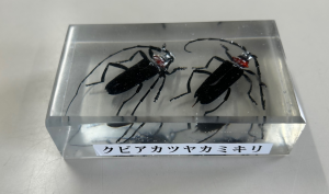 クビアカツヤカミキリレジン標本見本