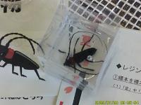 クビアカツヤカミキリの標本