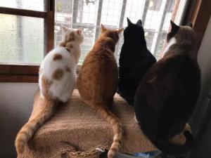 保護猫譲渡会