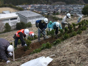 平成25年度植栽作業（植栽風景その1）